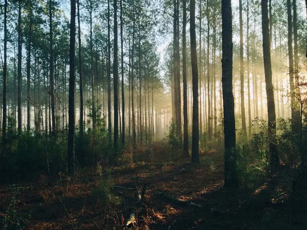 Skog